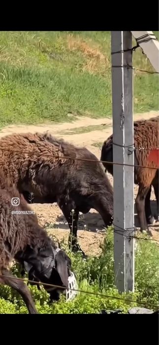 Намордник для баранов