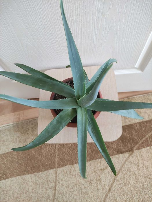 Алоэ 2500.      .