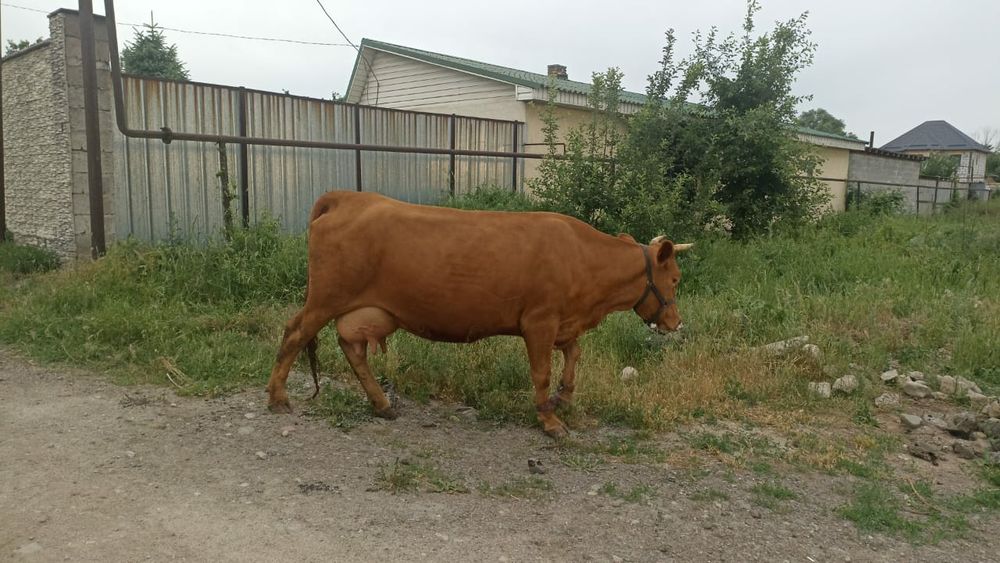 В продаже бык Ф1 Алатау-Симентал