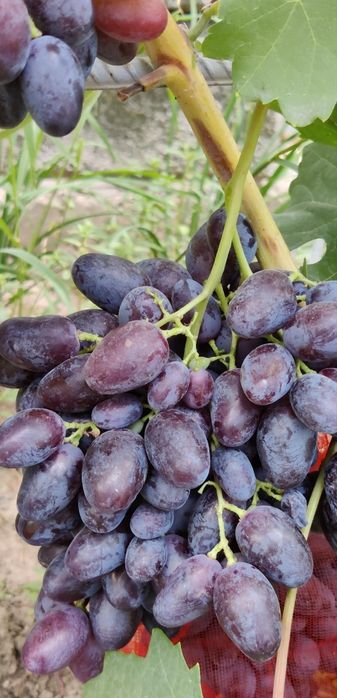 Саженцы винограда