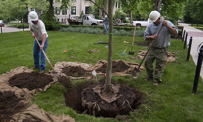 Богбон, Садовник посадка, обрезка деревьев, уборка сада и территорий.
