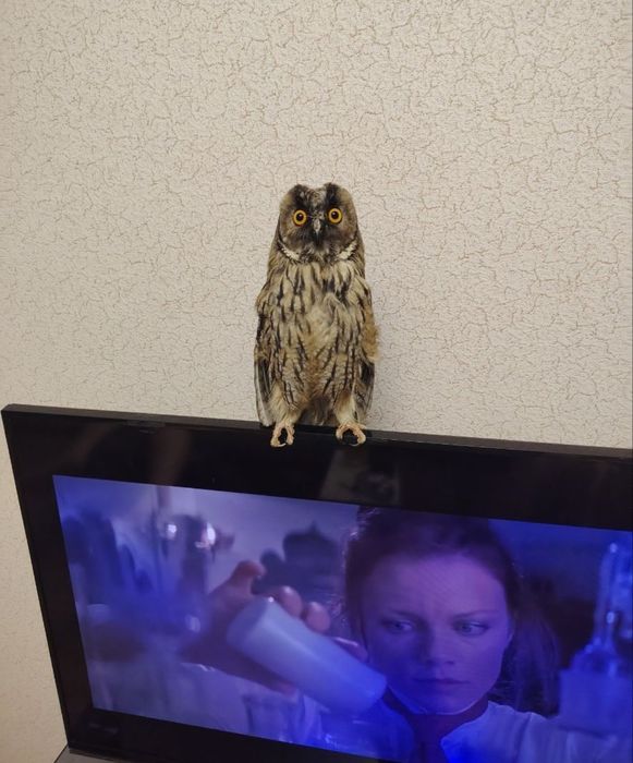 Домашняя сова с клеткой