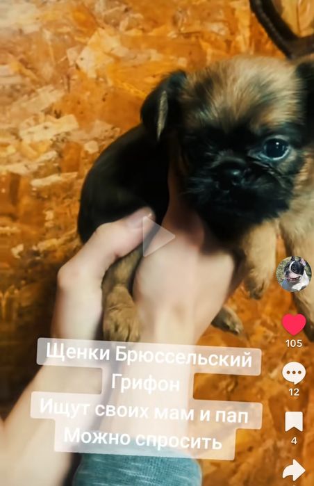 Продаются щенки Брюссельский Грифон