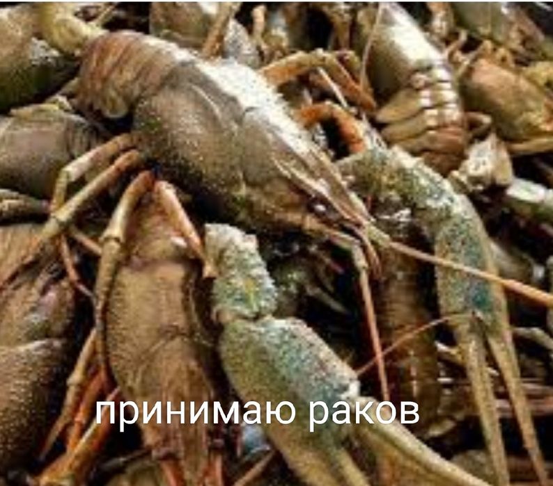 Раки оптом раки оптом