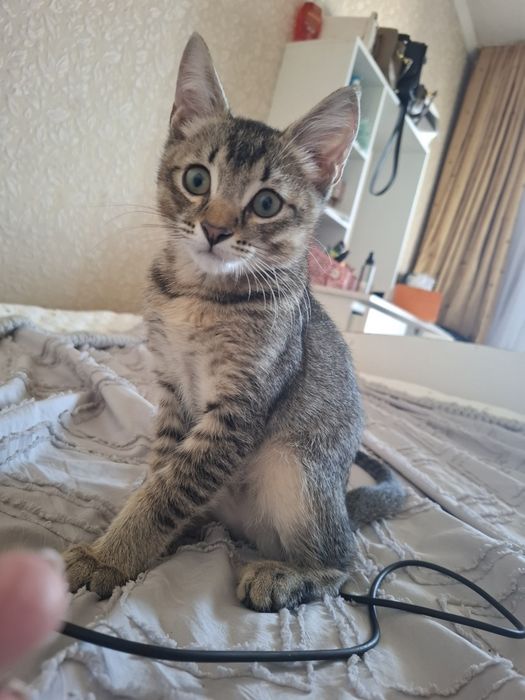 Кошка котенок кошка