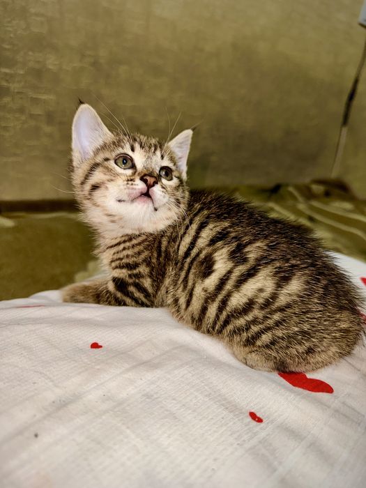 Котёнок тигровый окрас! Девочка Очень красивая