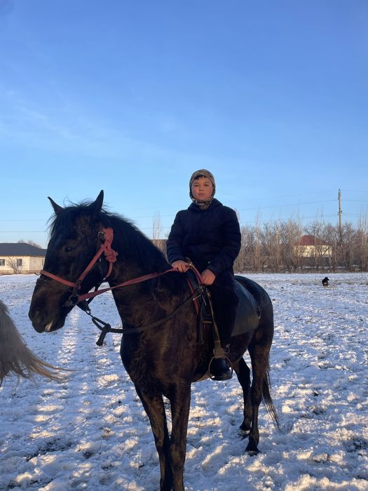 Мінгі ат сатылад пішпе 5 жасар