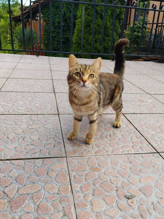 Подарявам две котки