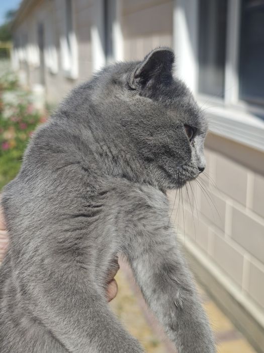 Котёнок отдам добрые руки