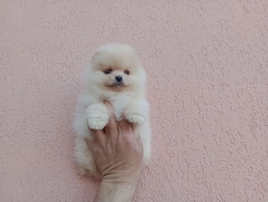 Померани! Момичета и момчета!