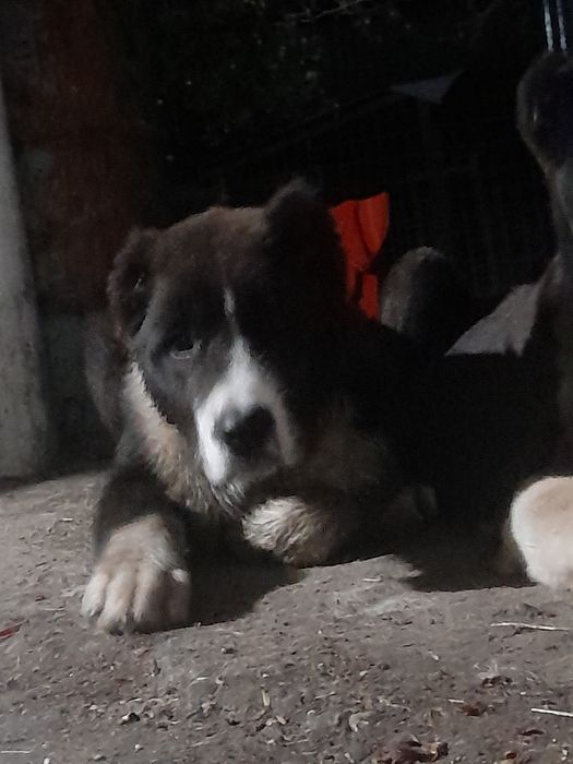 Кобель САО Алабай