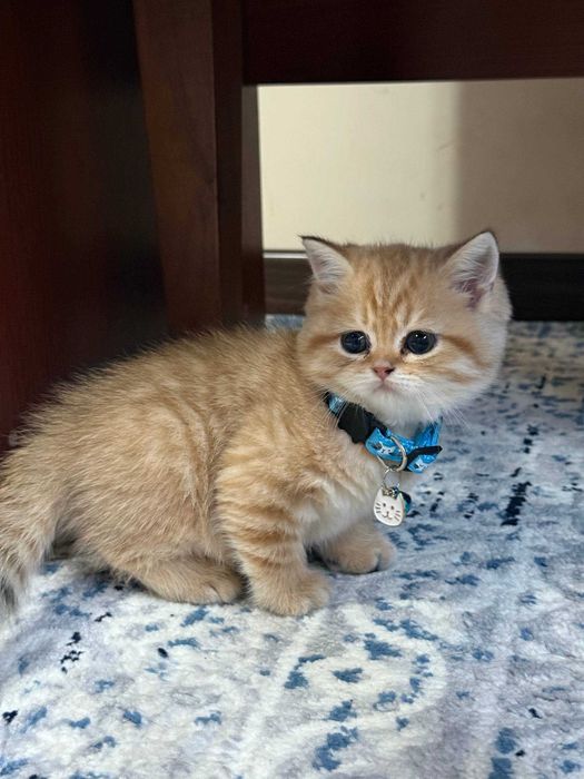 Котенок Scotish straight от чистокровных родителей