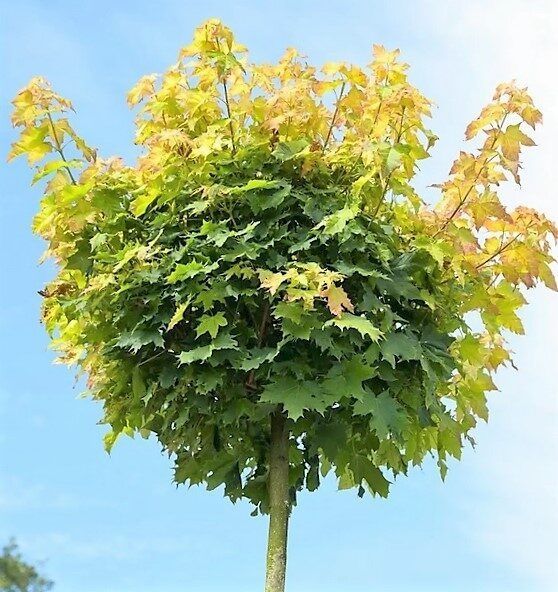Acer Globular Galben La Ghiveci