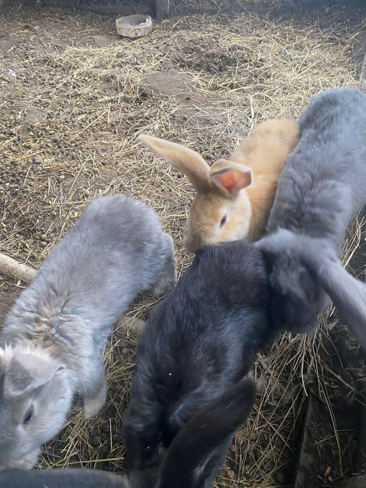 Кролики                   .