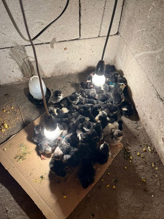 Vând pui de găină rasa australorp