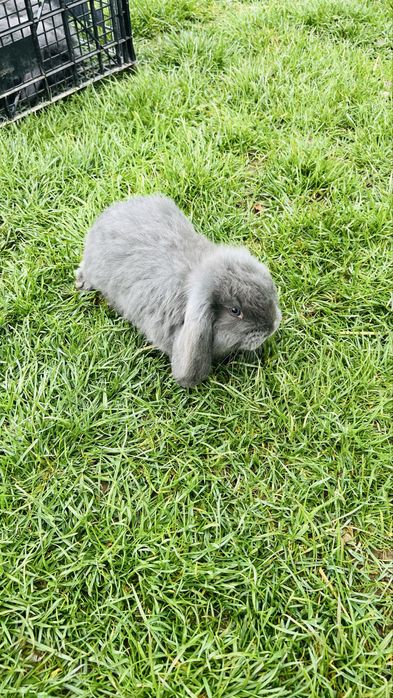 Disponibili 4 iepurasi berbec german