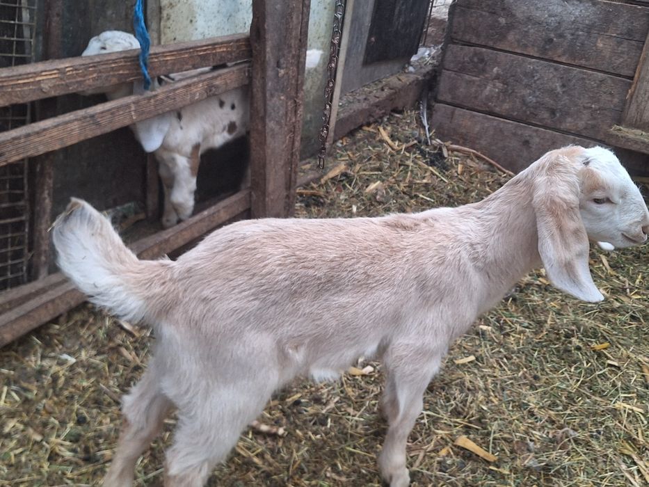 Vind capra nubien 6 saptamin  mascul