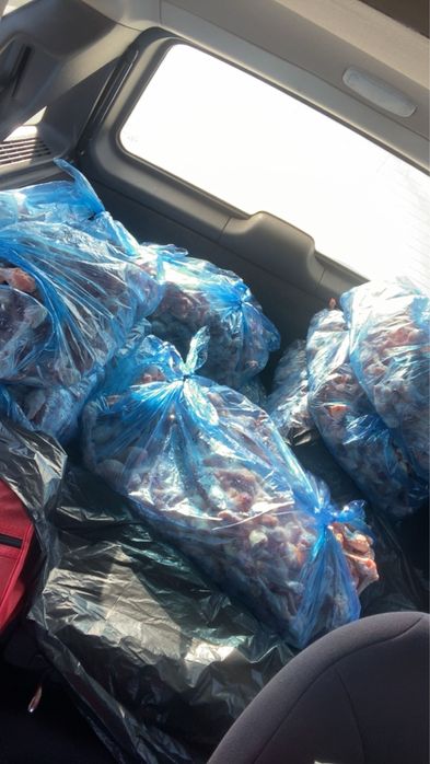 Oase pentru caini !!