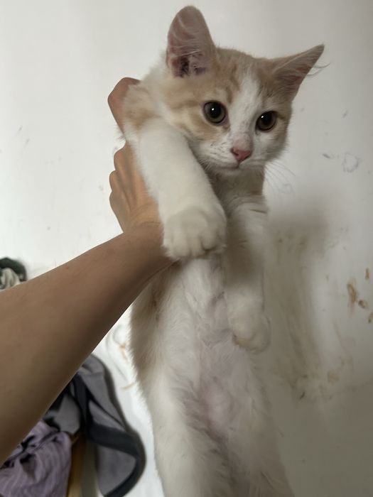 Отдаю котенка месцев 4-5