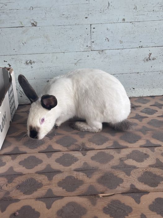 Samka, kaliforniya zot