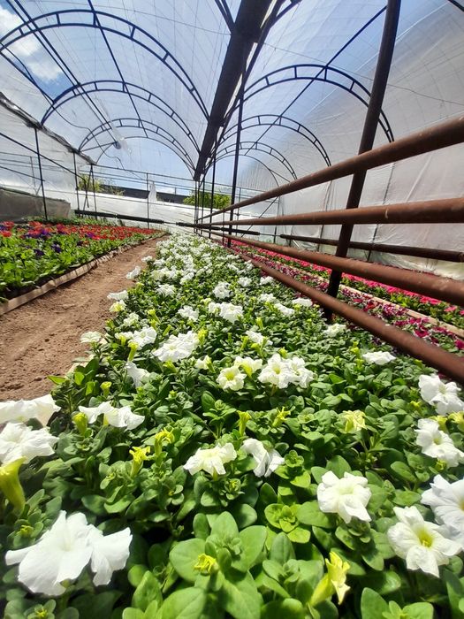 Бархатцы Петуния Сальвия