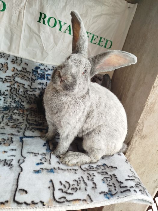 Полтавский серебро сотилади poltava quyon