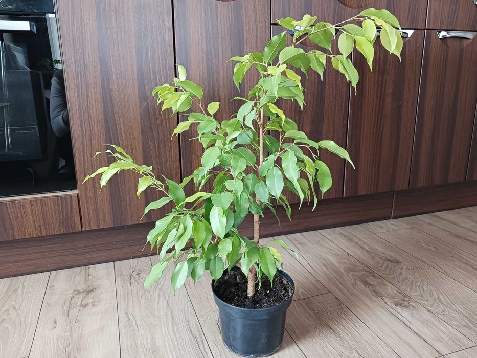 Фикус Бенджамин - стайно растениe