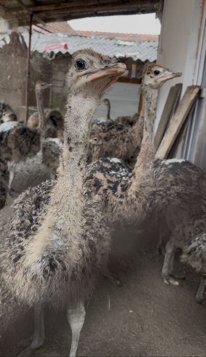 Pui de strut de o luna