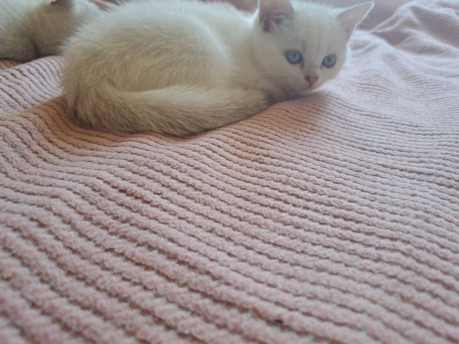 Шотландско мъжко котенце