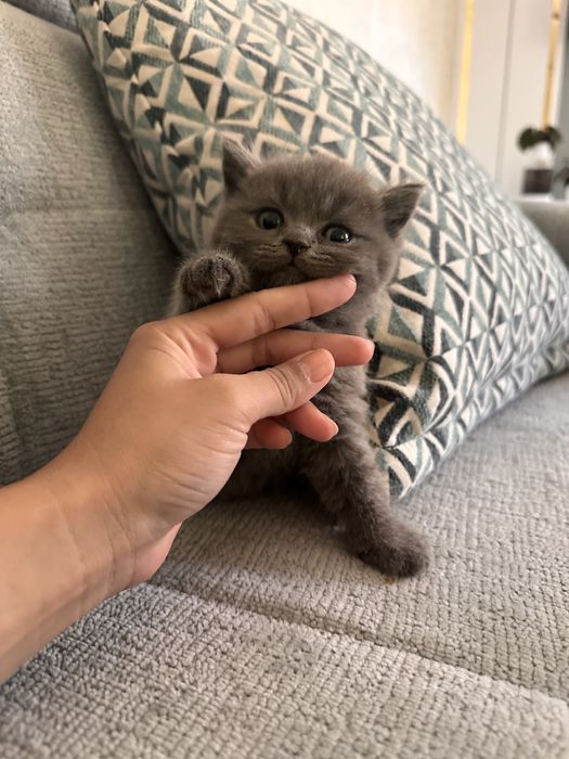 Котенок Британец