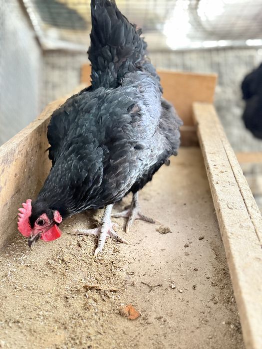 Qora shahzoda malikalari bilan foto sesada