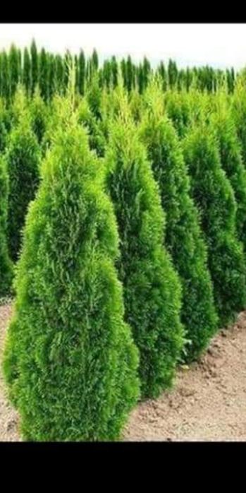 Plante ornamentale pentru gradina