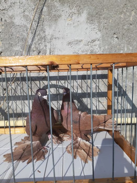 Голуби на продажу , тог имеется