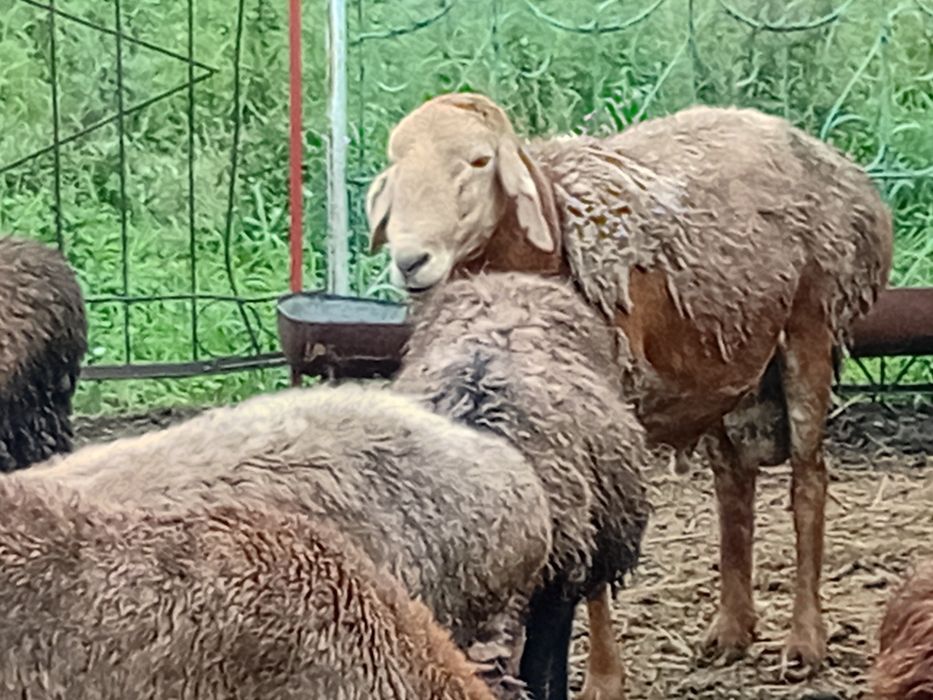 Кошкар гисар афган