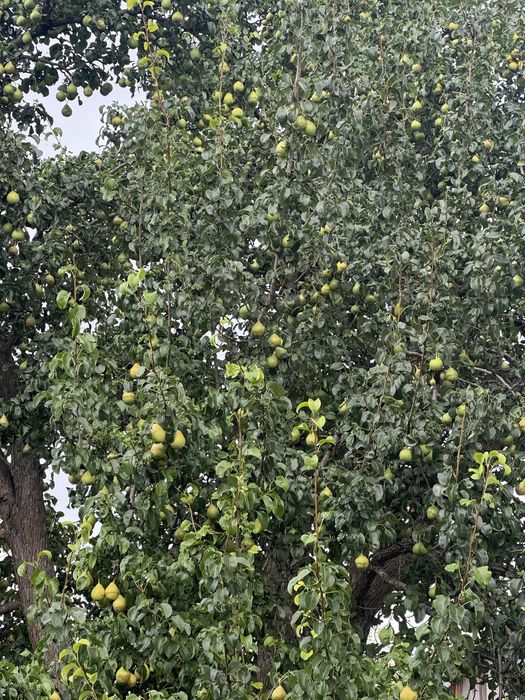 Участок тамарикс 76