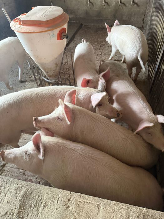 Продавам угоени Прасета