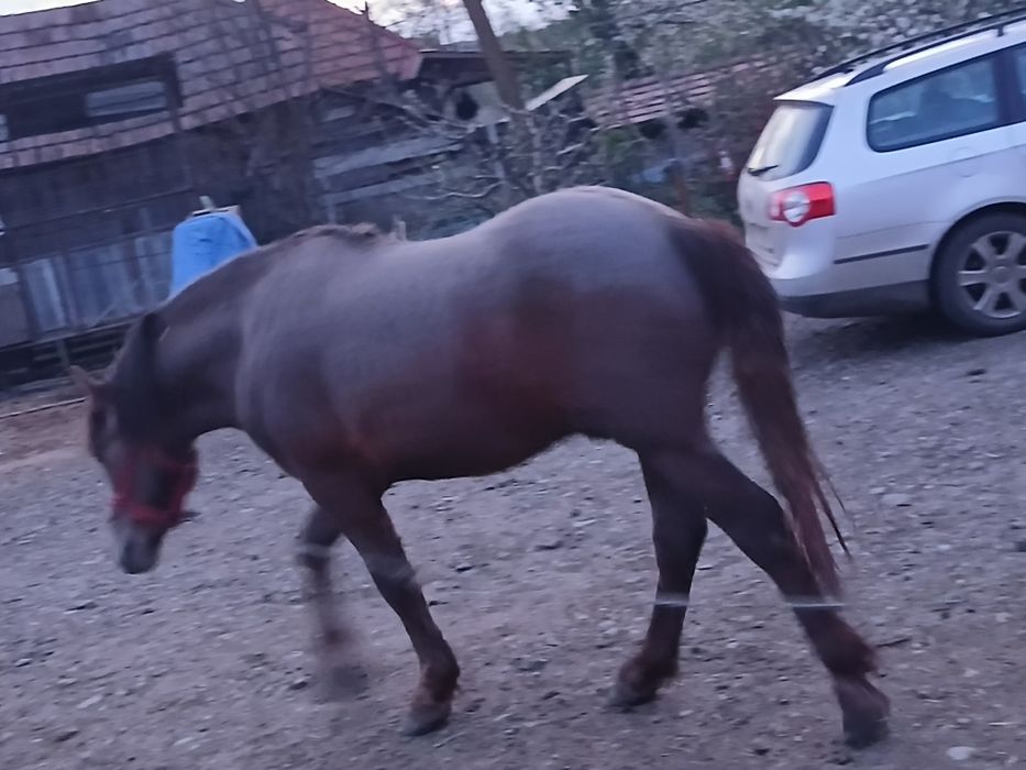 De vanzare Manz de 1 an si 8 luni