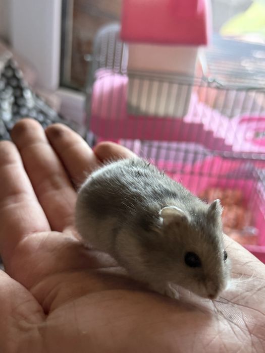 хомияк маленький