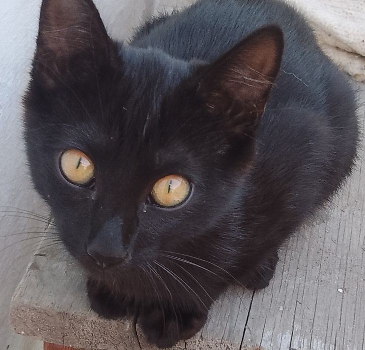 Отдам бесплатно котят