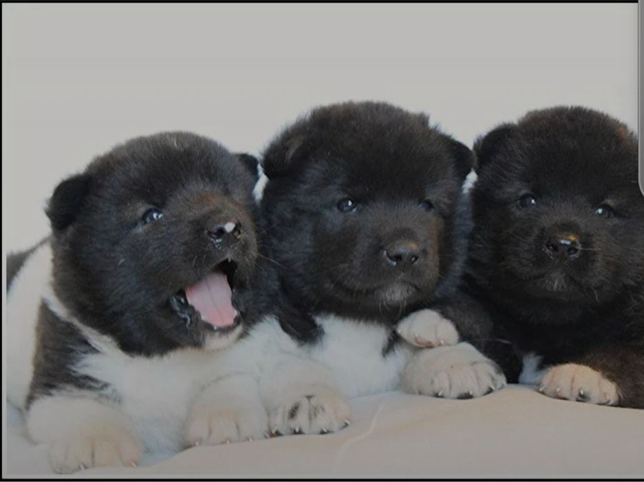 Американская акита