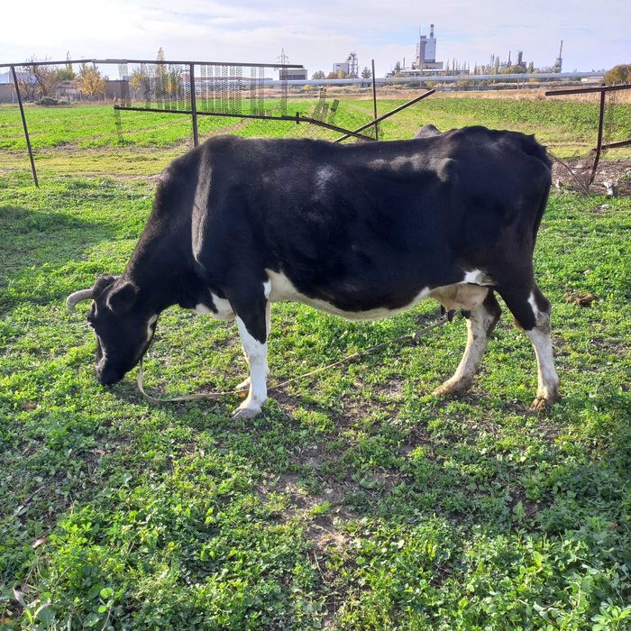 Chirchiq shahridan zotdor sigir