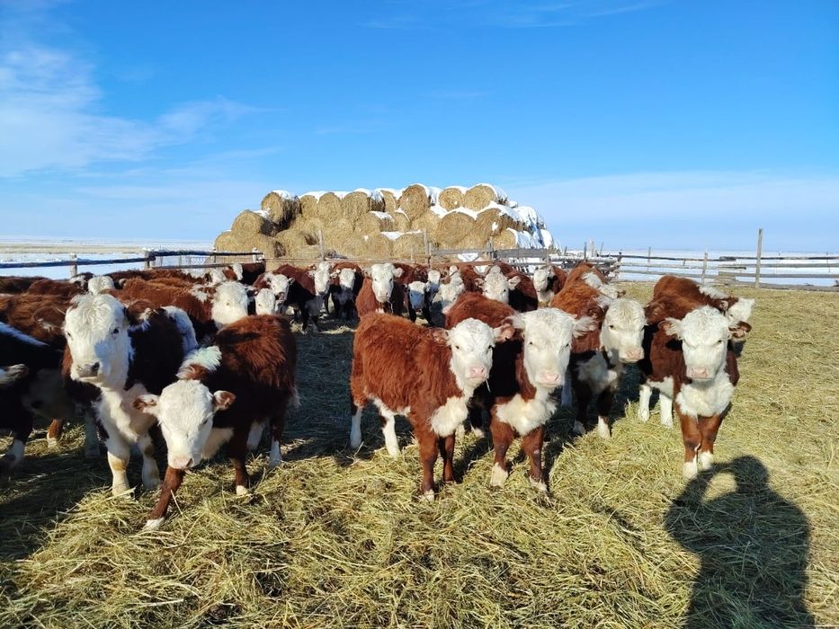 Бычки букалар 36