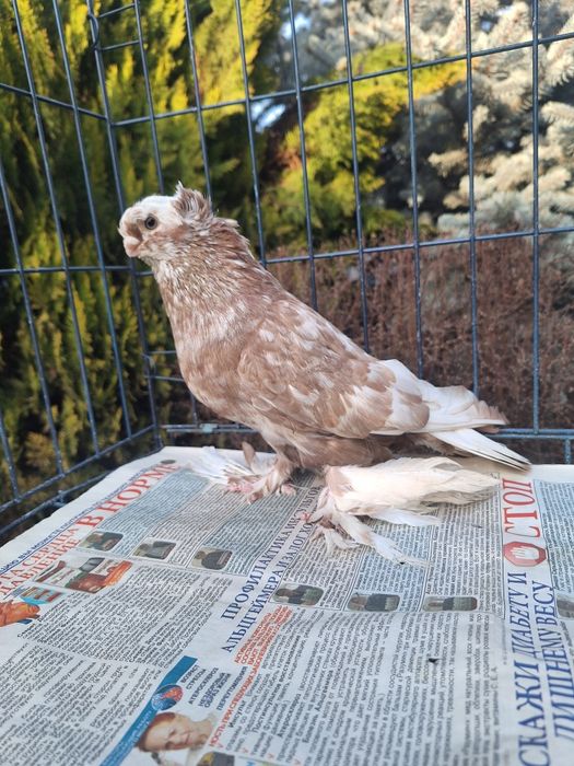 Продам самца чина