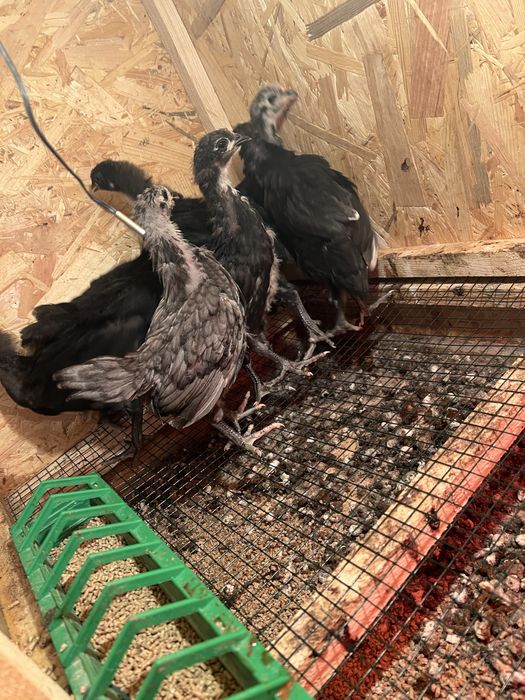 Pui australorp varsta 1 lună