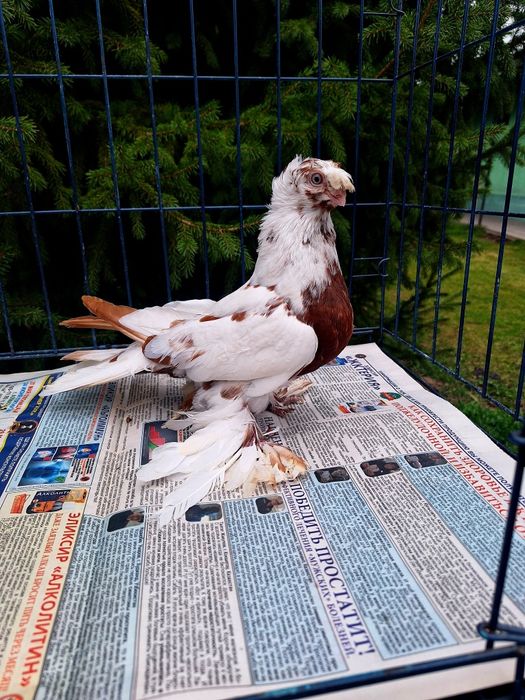 Продам самку капканку