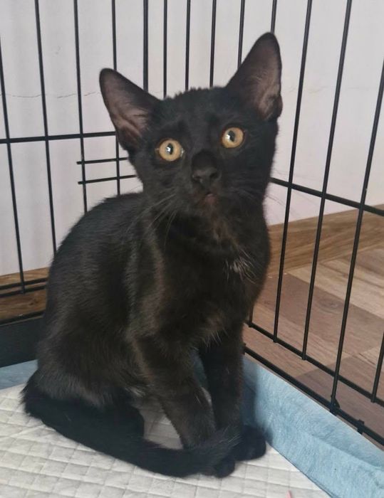 Adoptie Iris si Comos 2 pui de pisici negri