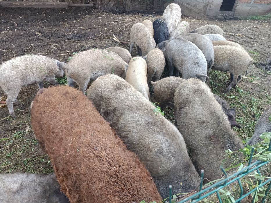 Vând baloți  buni