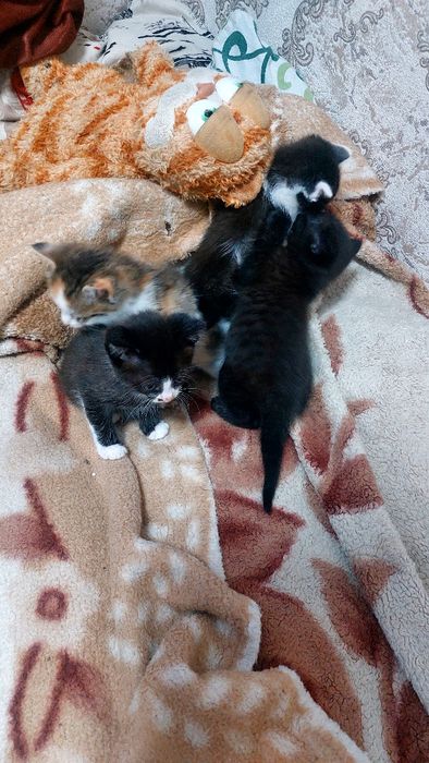 Отдам в хорошие руки котят