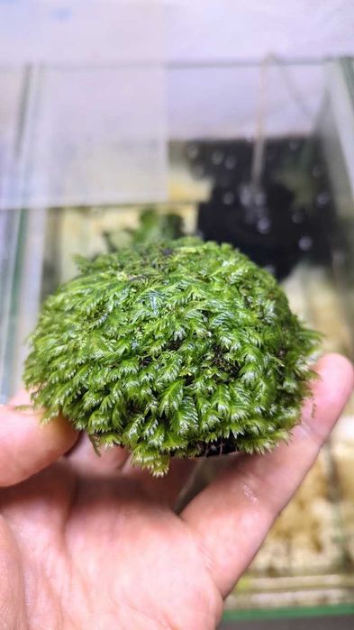 Экзотические аквариумные растения, мхи, кладофора