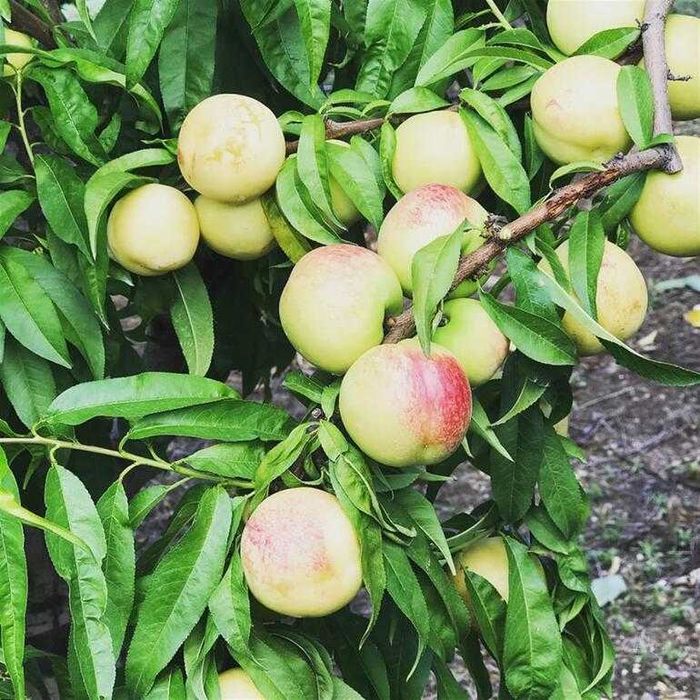 Бяла нектарина - Фиданки